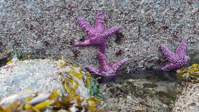 Ochre starfish (Pisaster ochraceus) also known as purple sea star at Whytecliff park, British Columbia, Canada