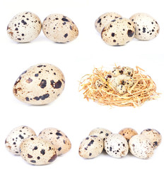 Obraz premium Quail eggs
