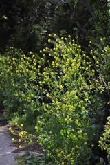 유채꽃, 봄, spring