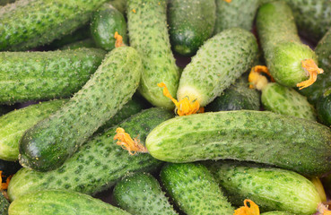 Fresh cucumber