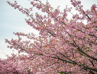Cherry blossom in Nagoya, Japan