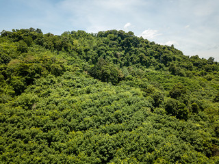 Fototapeta na wymiar Drone view of a tropical rainforest canopy