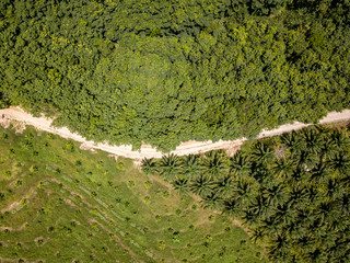 Aerial view of rainforest deforestation to grown palm oil