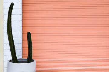 Peach fuzz colored door and green potted cactus