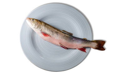 Saibling Fisch Region Bodensee Angeln Regional Seesaibling Salvelinus alpinus