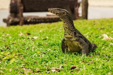 Varanus salvator, commonly known as water monitor or common water monitor, is a large lizard native to South and Southeast Asia, is one of the most common monitor lizards found throughout Asia.