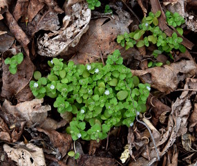 Tiny blue flowers and green leaves of a wild Veronica plant.