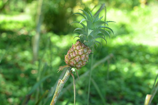a Pineapple growing on a plantation in the Amazon rain forest
