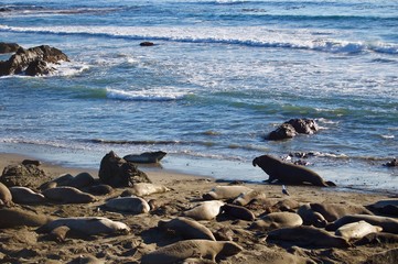 Sea Lions at Monterey Bay, California - USA