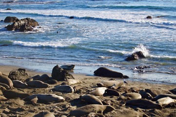 Sea Lions at Monterey Bay, California - USA