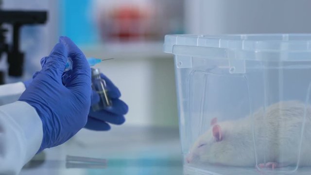 Veterinarian preparing to make injection to sick rat, animal clinic care of pets