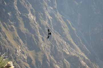 An Andean Condor (Vultur Gryphus),  at the Cruz del Condor in the Colca Canyon, Arequipa, Peru.