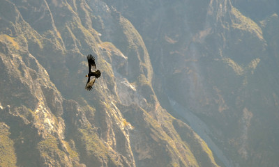 An Andean Condor (Vultur Gryphus),  at the Cruz del Condor in the Colca Canyon, Arequipa, Peru.