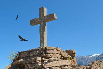 An Andean Condor (Vultur Gryphus),  at the Cruz del Condor in the Colca Canyon, Arequipa, Peru.