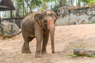 The Thai elephant is classed as one of endangered species.