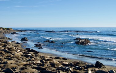 Fototapeta na wymiar Sea Lions at Monterey Bay, California - USA