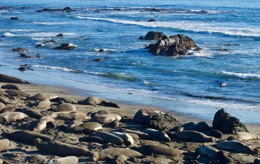 Sea Lions at Monterey Bay, California - USA