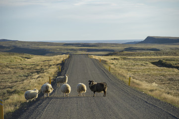 White and black Icelandic sheep standing in road