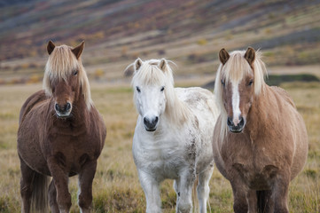 Portrait of three Icelandic horses standing in a field