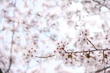 Obraz premium 枝垂れ桜