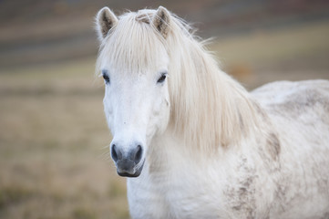 Obraz na płótnie Canvas White Icelandic horse standing in field
