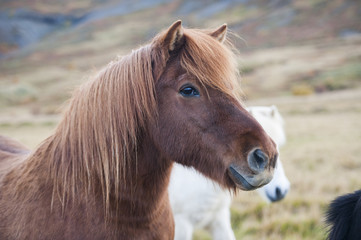 Fototapeta premium Brown Icelandic horse in a field
