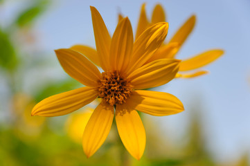 Yellow flowers on blue sky background.