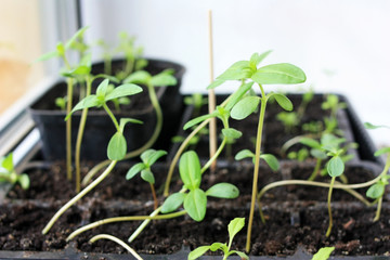 Green young sprouts