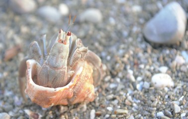 Hermit Crab given back