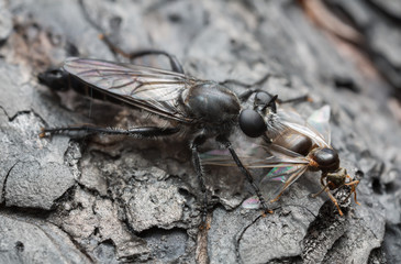 Robber-fly feeding on caught ant, macro photo