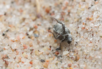 Philopedon plagiatus on sand