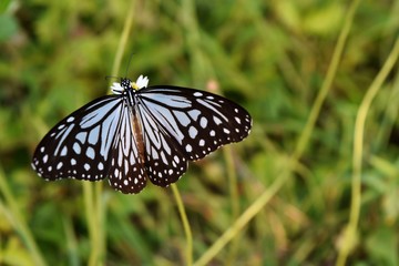 Parantica agleoides, Dark Glassy Tiger, Butterfly collecting nectar on Spanish Needle flower in the field with natural green background,Patterned blue on black wing beautiful ,Thailand