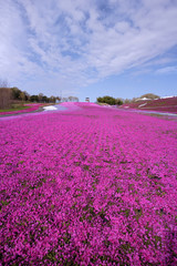 Obraz premium 市貝町 芝桜公園