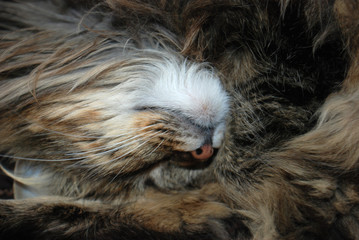 the cat sleeps, curled up in a circle