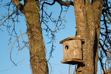 The birdhouse on a pear tree.