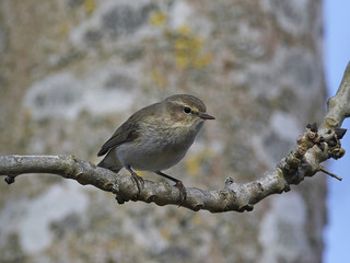 Common chiffchaff (Phylloscopus collybita)