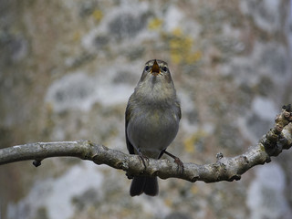 Common chiffchaff (Phylloscopus collybita)