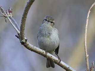 Common chiffchaff (Phylloscopus collybita)