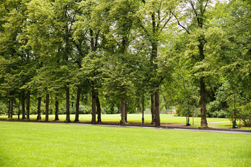 Fototapeta na wymiar Trees in the park