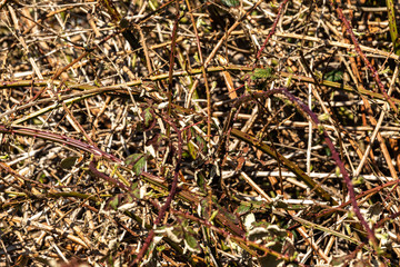 Undurchdringliches Dickicht