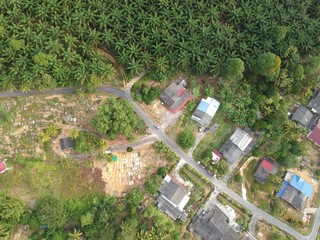 aerial view of oil palm plantation