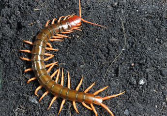 centipede