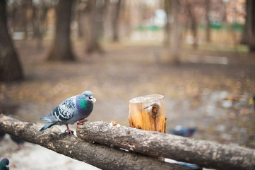 The pigeon eats bread close-up. Spectacular macro photograph of a bird with food in its beak. Background and space for your text