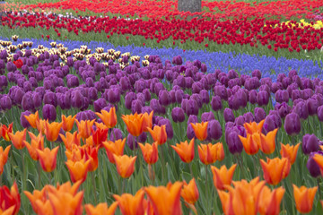 Fototapeta premium ひたち海浜公園に咲くチューリップ