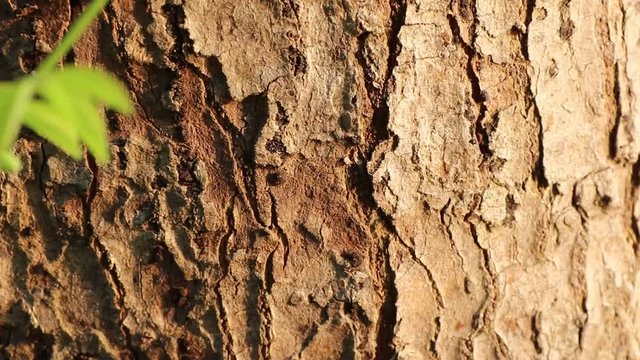 Red ants walk in a row on the bark of trees, with sunlight in the morning.