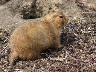 Black-tailed prairie dogs (Cynomys ludovicianus)