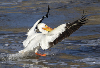 American white pelican (Pelecanus erythrorhynchos) landing on the river