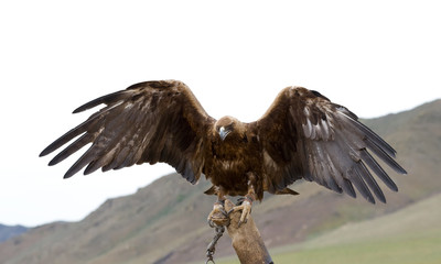 bound golden eagle