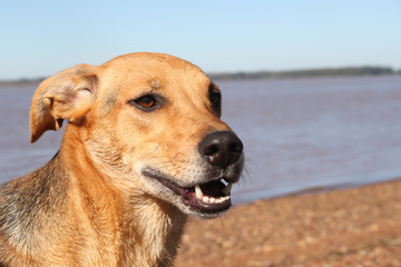 mongrel dog on the beach