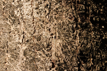 texture of bark of tree